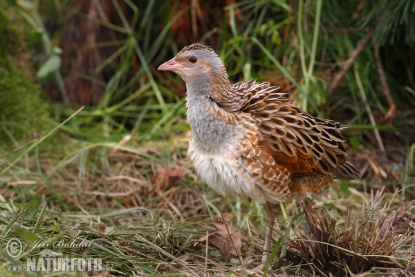 Wachtelkönig (Crex crex)