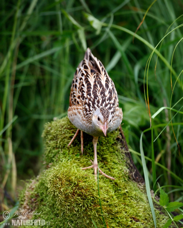 Wachtelkönig (Crex crex)