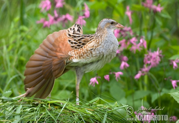 Wachtelkönig (Crex crex)