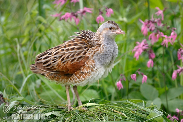 Wachtelkönig (Crex crex)