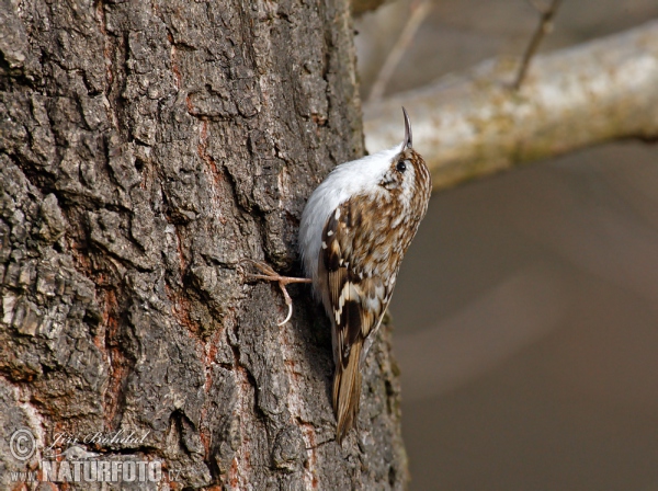 Waldbaumläufer (Certhia familiaris)