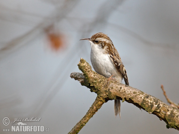 Waldbaumläufer (Certhia familiaris)