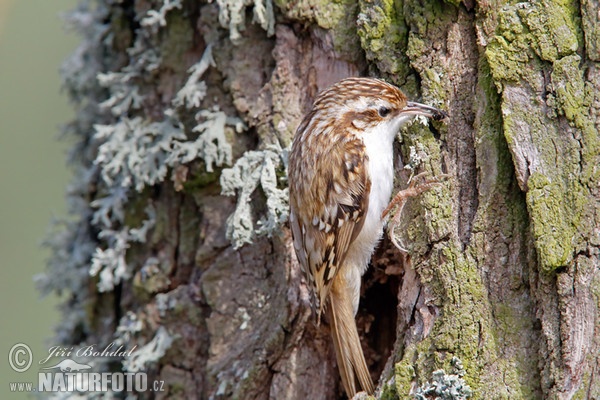 Waldbaumläufer (Certhia familiaris)