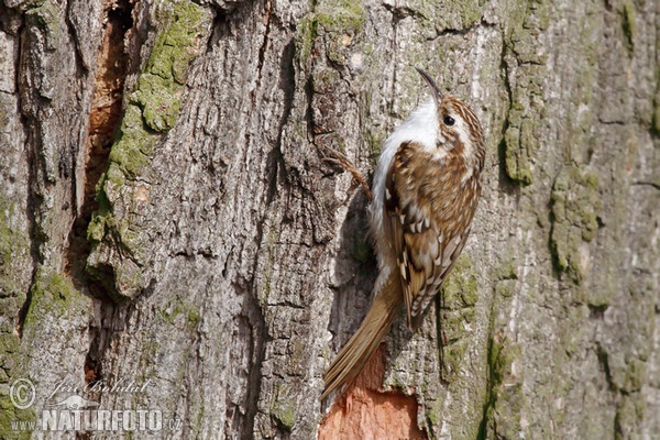 Waldbaumläufer (Certhia familiaris)