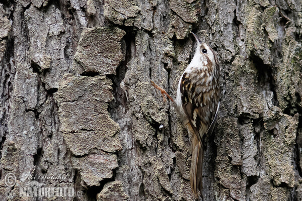 Waldbaumläufer (Certhia familiaris)