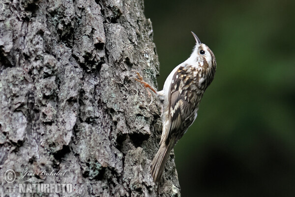 Waldbaumläufer (Certhia familiaris)