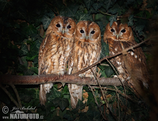 Waldkauz (Strix aluco)