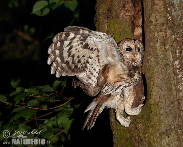 Waldkauz (Strix aluco)