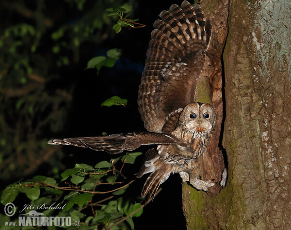 Waldkauz (Strix aluco)