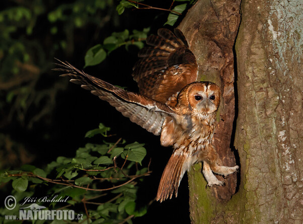 Waldkauz (Strix aluco)