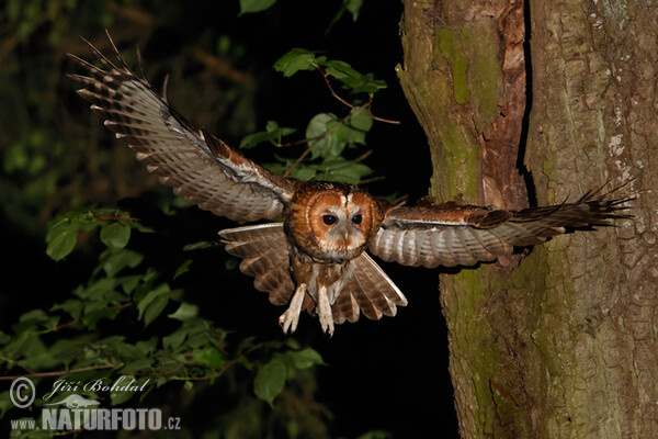 Waldkauz (Strix aluco)