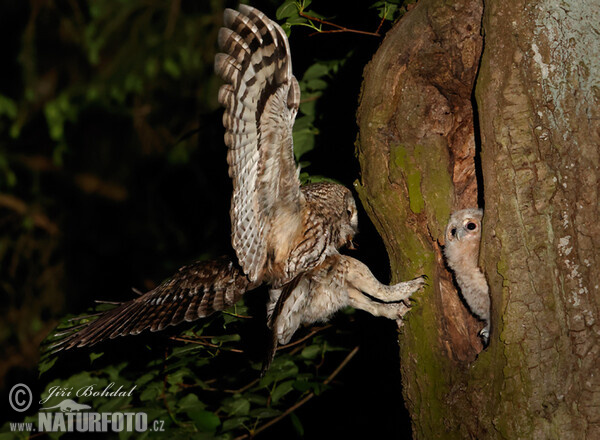 Waldkauz (Strix aluco)