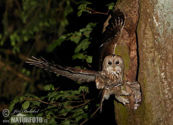Waldkauz (Strix aluco)