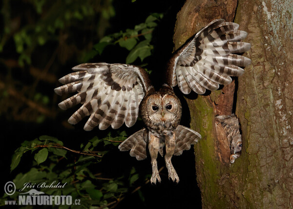 Waldkauz (Strix aluco)