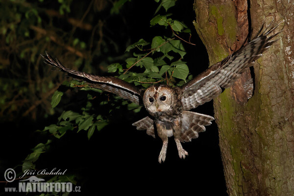 Waldkauz (Strix aluco)
