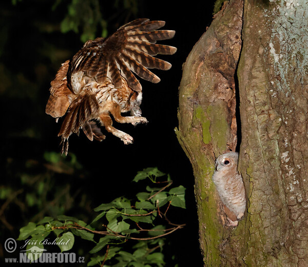 Waldkauz (Strix aluco)