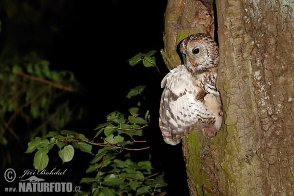 Waldkauz (Strix aluco)