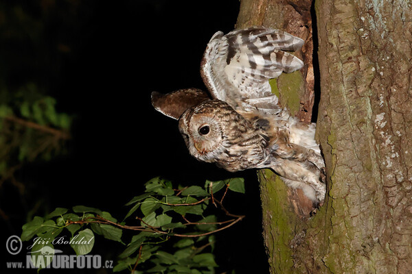 Waldkauz (Strix aluco)