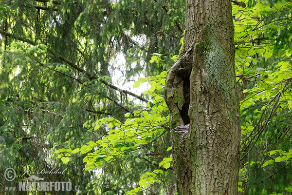 Waldkauz (Strix aluco)