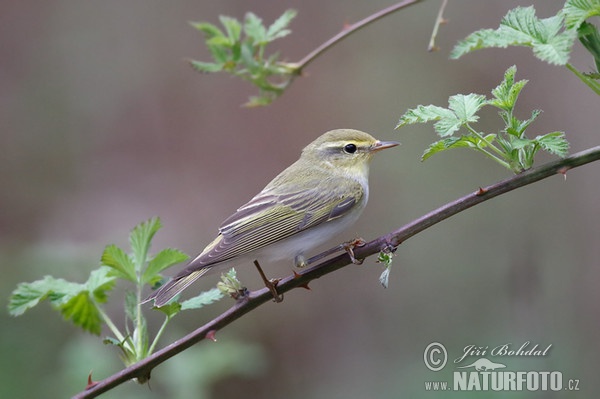 Waldlaubsänger (Phylloscopus sibilatrix)