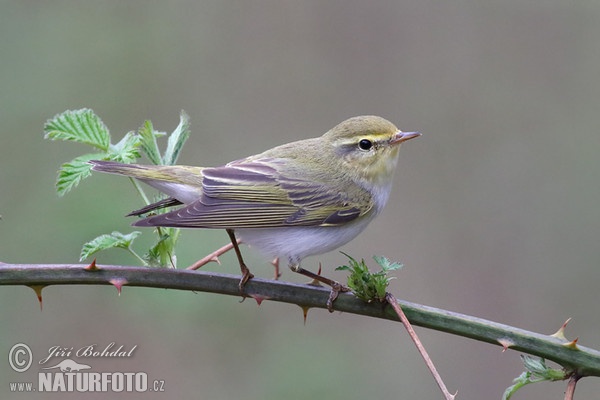 Waldlaubsänger (Phylloscopus sibilatrix)