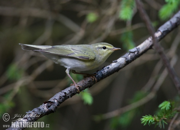 Waldlaubsänger (Phylloscopus sibilatrix)