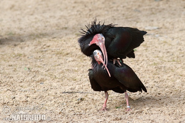 Waldrapp (Geronticus eremita)