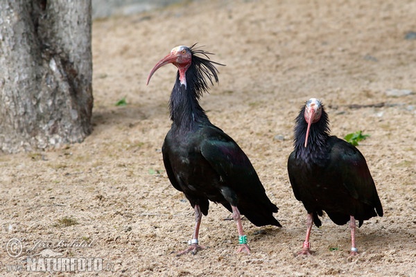 Waldrapp (Geronticus eremita)