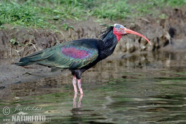 Waldrapp (Geronticus eremita)