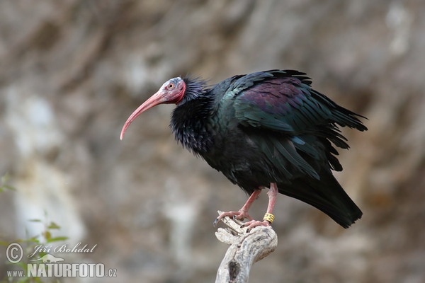 Waldrapp (Geronticus eremita)