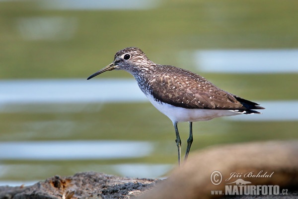 Waldwasserläufer (Tringa ochropus)