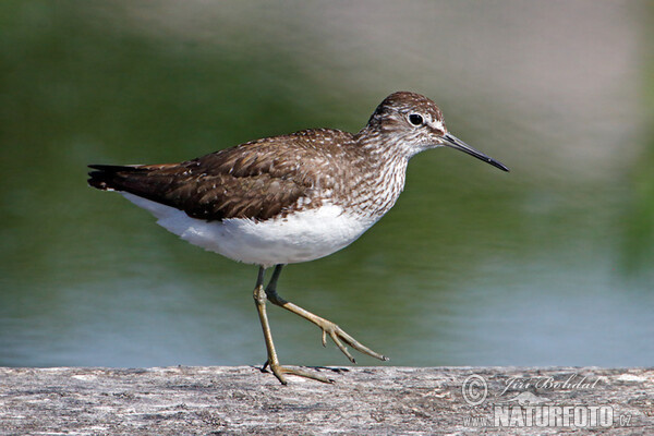 Waldwasserläufer (Tringa ochropus)