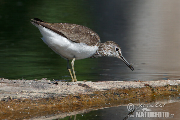 Waldwasserläufer (Tringa ochropus)