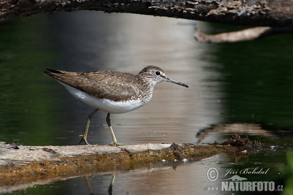 Waldwasserläufer (Tringa ochropus)