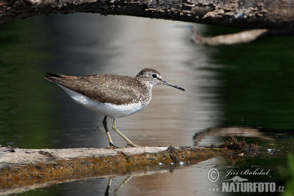 Waldwasserläufer (Tringa ochropus)