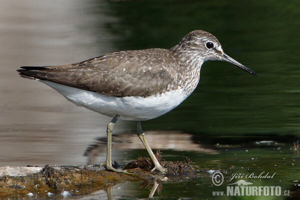 Waldwasserläufer (Tringa ochropus)