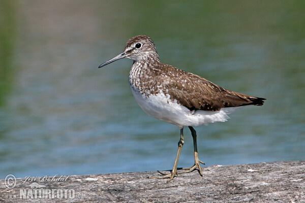 Waldwasserläufer (Tringa ochropus)