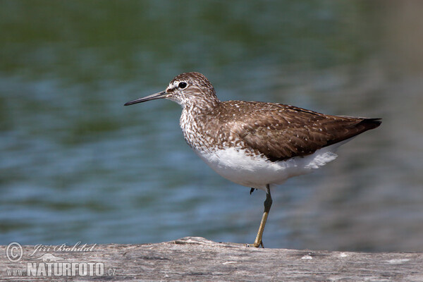 Waldwasserläufer (Tringa ochropus)