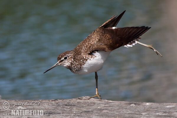 Waldwasserläufer (Tringa ochropus)