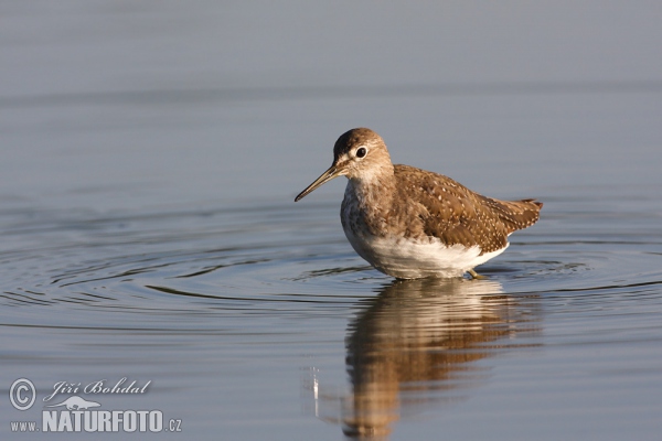 Waldwasserläufer (Tringa ochropus)