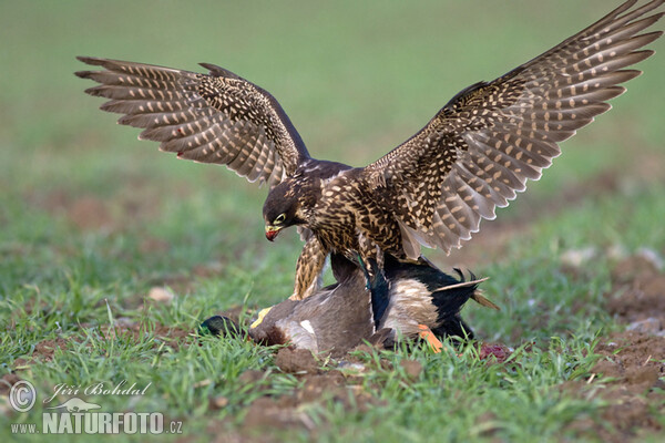 Wanderfalke (Falco peregrinus)