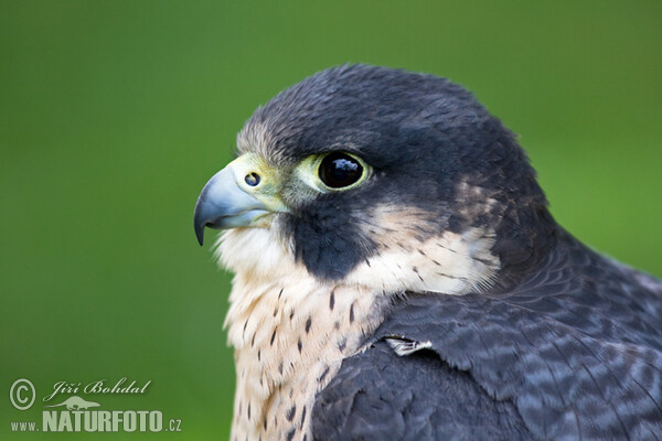 Wanderfalke (Falco peregrinus)