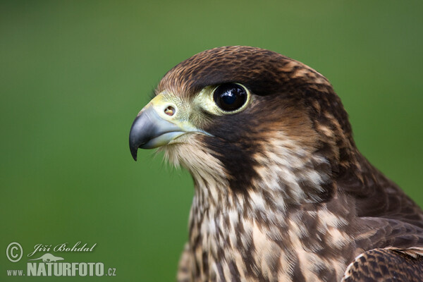 Wanderfalke (Falco peregrinus)