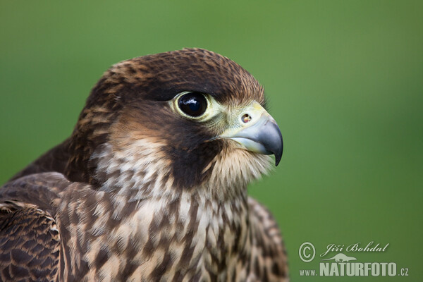 Wanderfalke (Falco peregrinus)