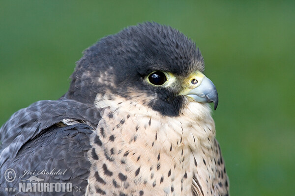 Wanderfalke (Falco peregrinus)