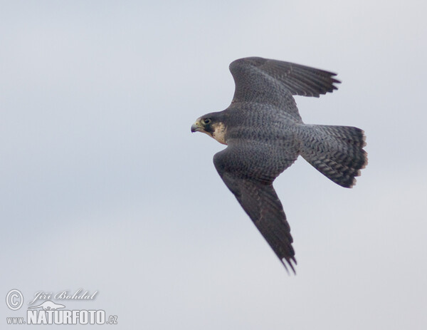 Wanderfalke (Falco peregrinus)