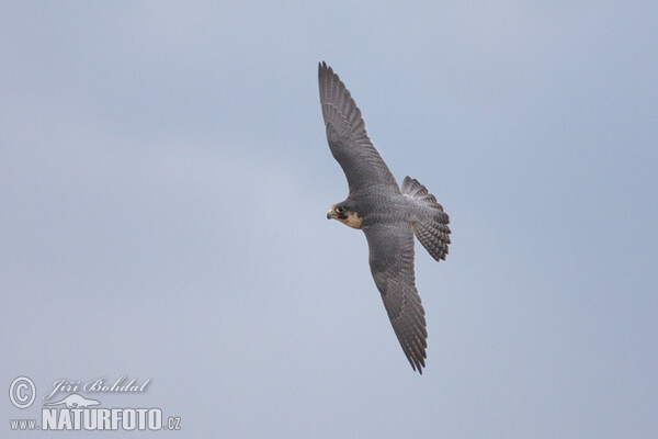 Wanderfalke (Falco peregrinus)