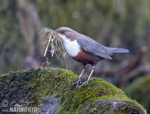 Wasseramsel (Cinclus cinclus)