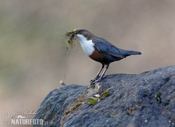 Wasseramsel (Cinclus cinclus)