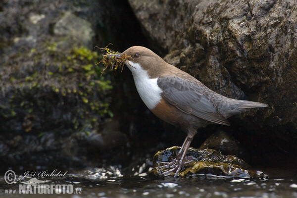 Wasseramsel (Cinclus cinclus)